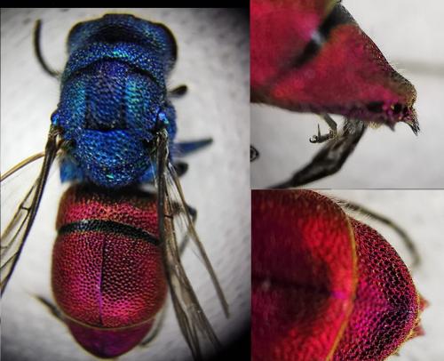 Réf. 335 215 : Chrysis inaequalis